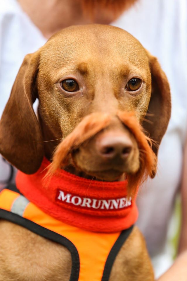 The MoRunning dog with moustache!